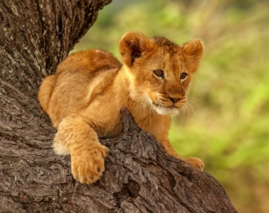 Tanzanija potovanje – Safari in Zanzibar