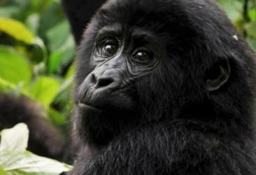 Uganda potovanje