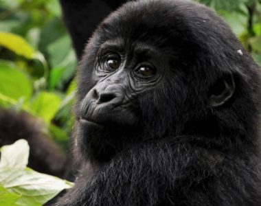 Uganda potovanje
