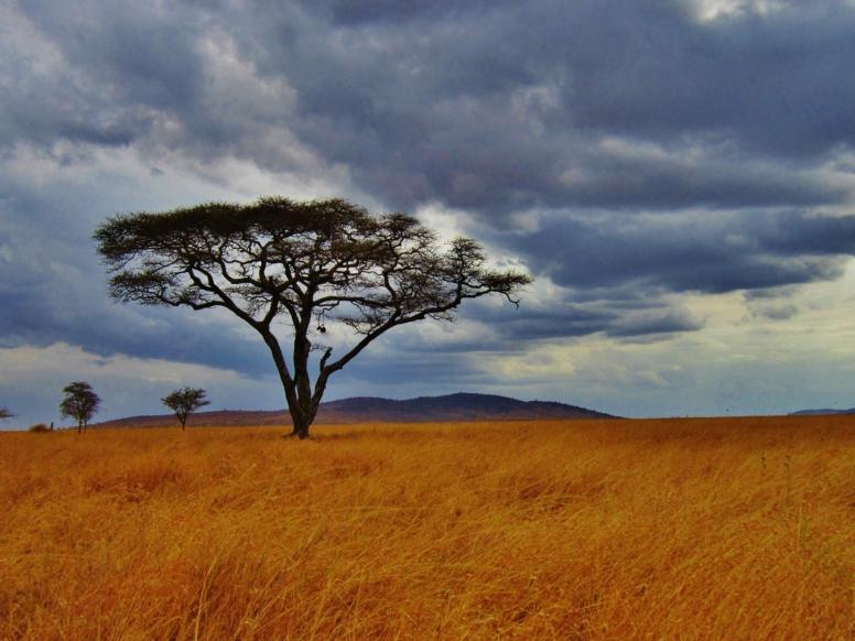 Tanzanija potovanje - Safari in Zanzibar