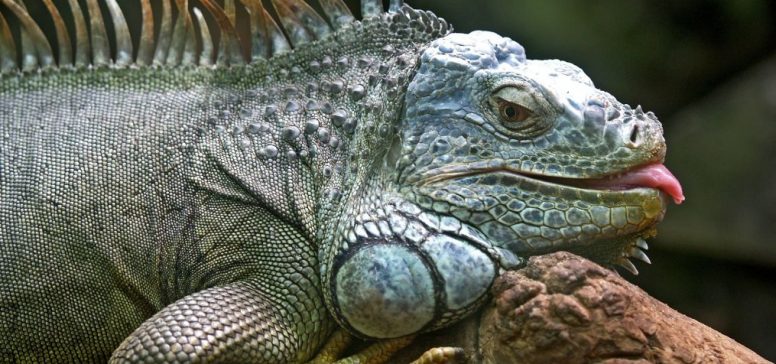Iguana - Odpelji.se