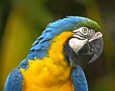 Brazilija potovanje