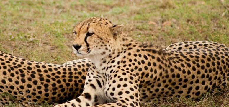 leopard na safariju