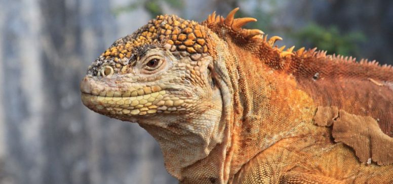 Iguana na Galapagosu - Odpelji.se