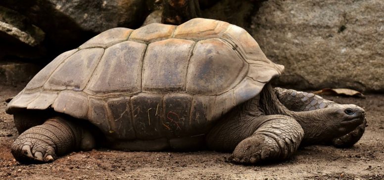 Galapagos - želva - Odpelji.se