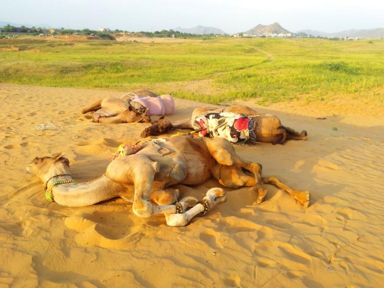 indija potovanje - rajasthan - kamele