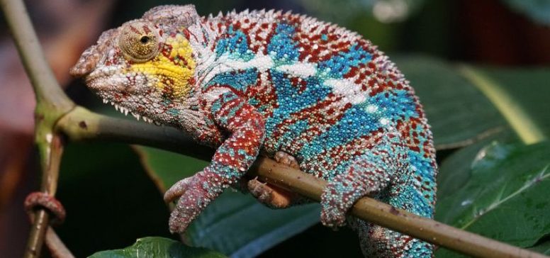 Madagaskar potovanje - Odpelji.se