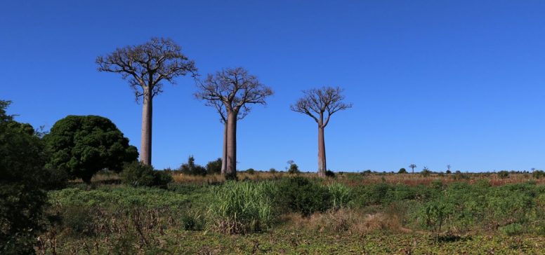 Baobab drevesa, Madagaskar - Odpelji.se