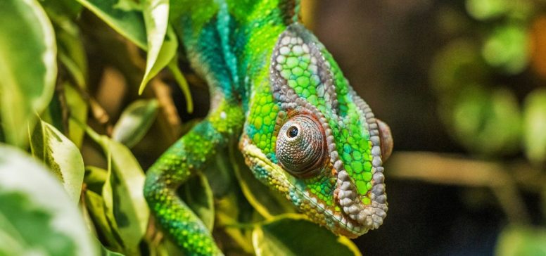 Madagaskar potovanje - Odpelji.se