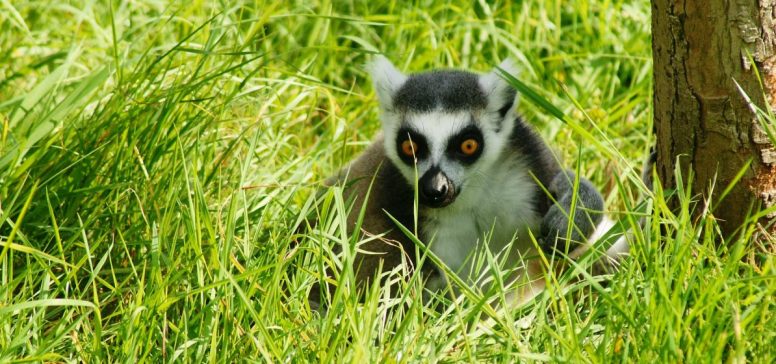 Lemur - Odpelji.se