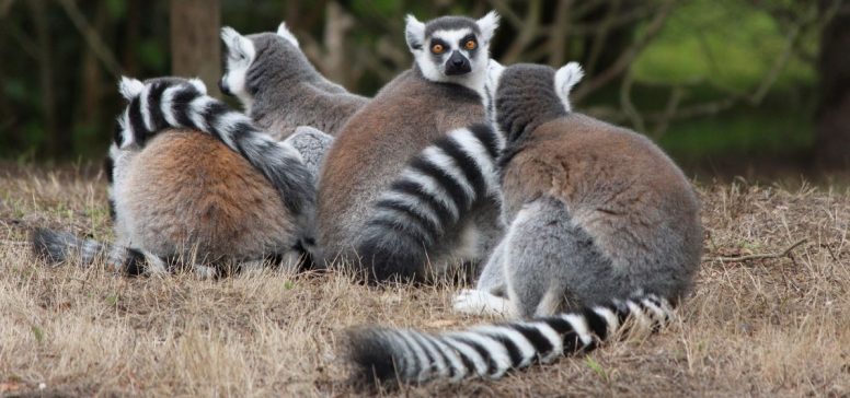 Lemurji na Madagaskarju - Odpelji.se