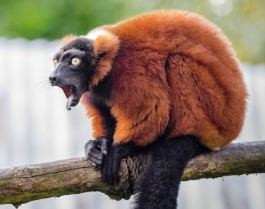 Madagaskar potovanje