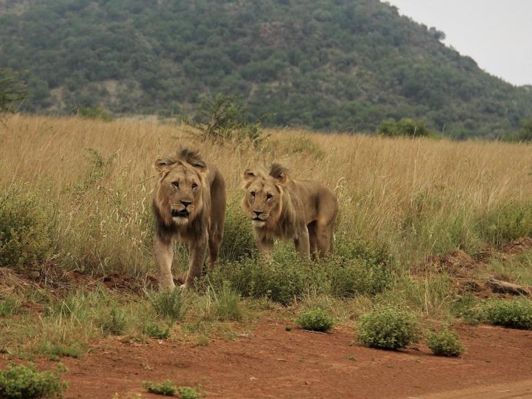 Tanzanija potovanje - Safari in Zanzibar - leva