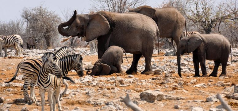 Narodni park Etosha - Odpelji,.se