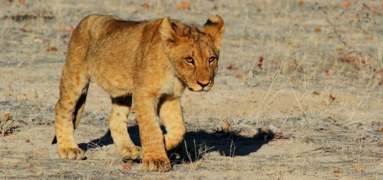 Mladi lev, Etosha - Odpelji.se