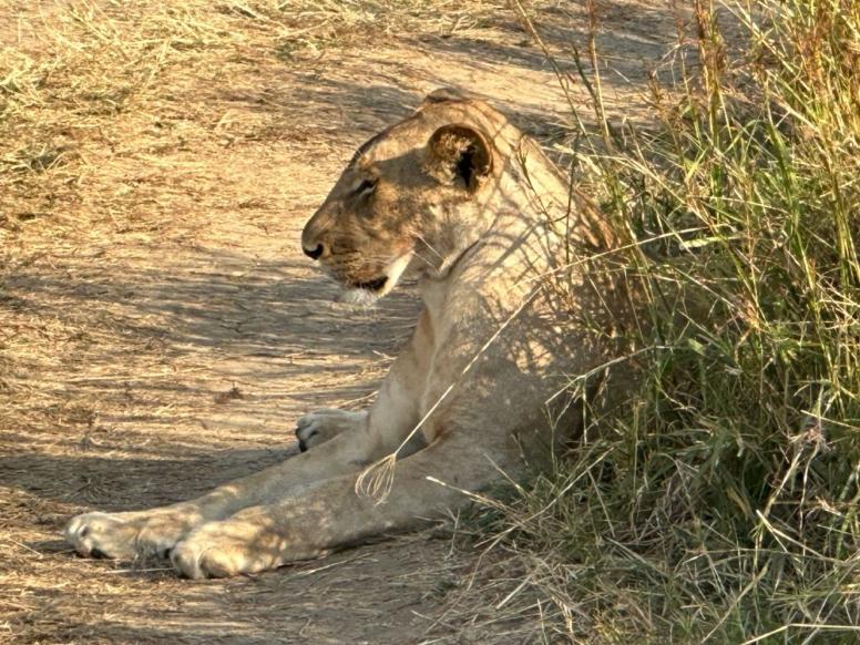 Tanzanija potovanje - Safari in Zanzibar