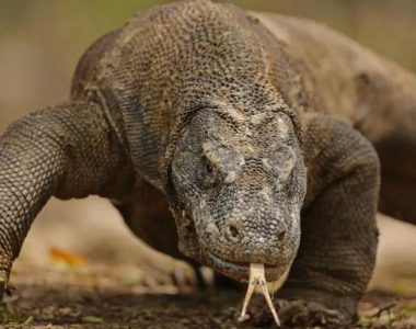 Indonezija potovanje – Bali, Flores in Komodo