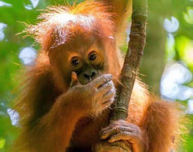 Indonezija potovanje – Sumatra, Java in Bali