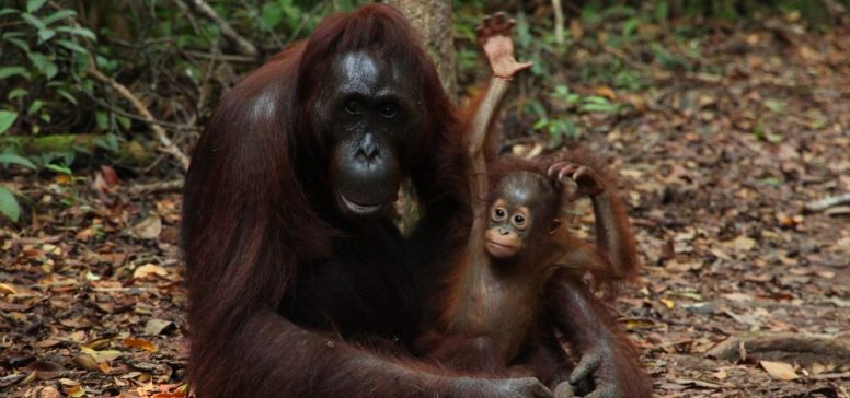Indonezija potovanje - Sumatra, Java in Bali - Odpelji.se