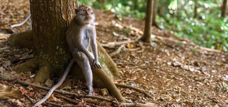 Indonezija potovanje - Bali - Odpelji.se