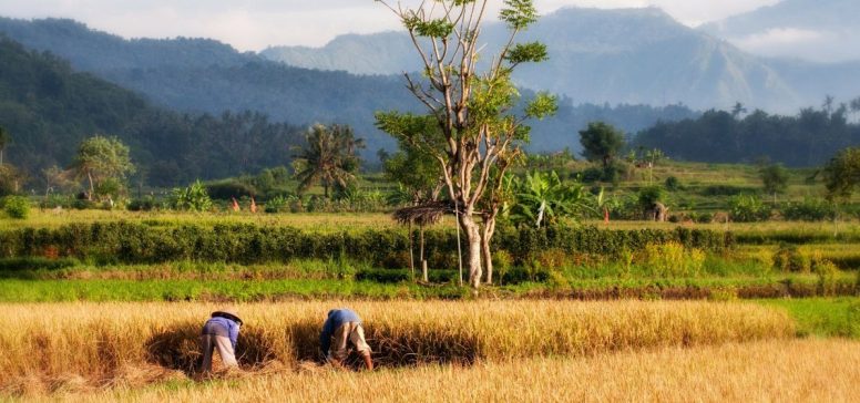 Žetev, Bali - Odpelji.se