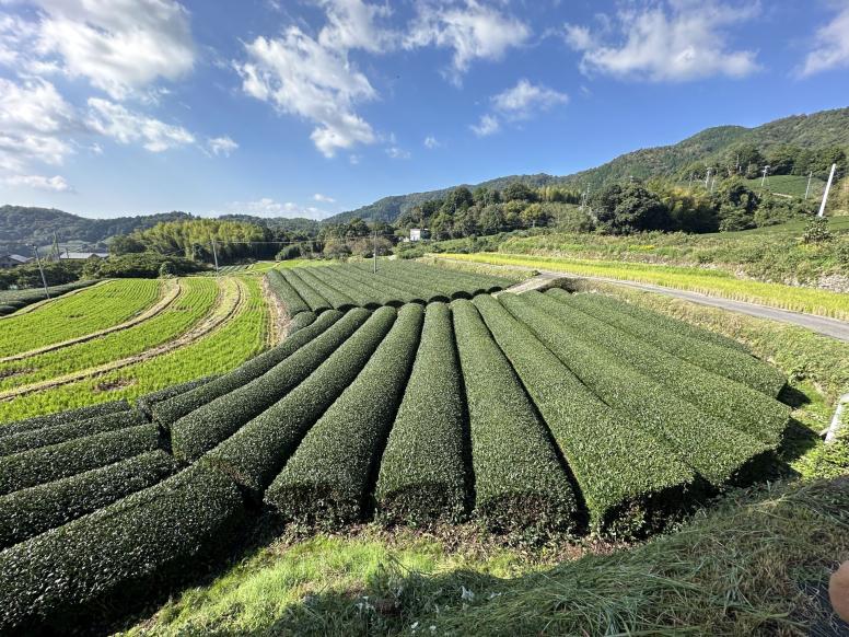 cajne plantaze