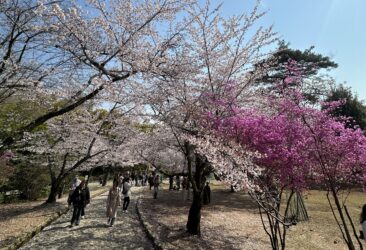 Japonska potovanje