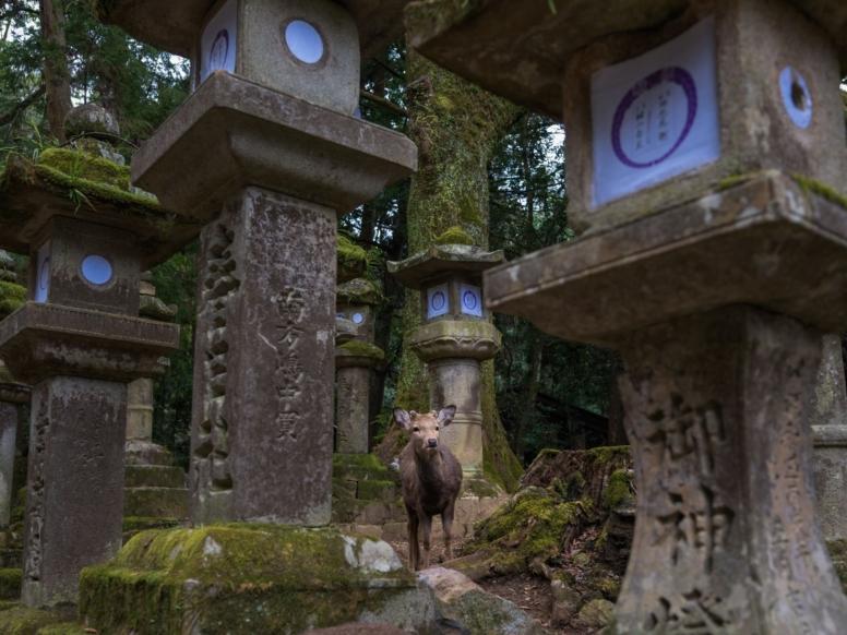 japonska potovanje - svetisce - jelencek
