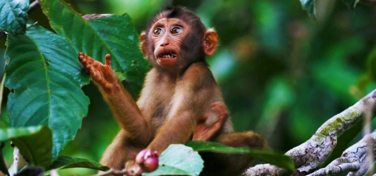 Malezija potovanje - Borneo in Singapur - Odpelji.se