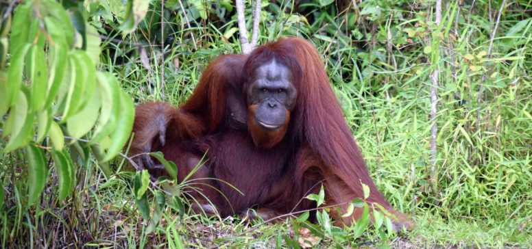 orangutan na Borenu - odpelji.se