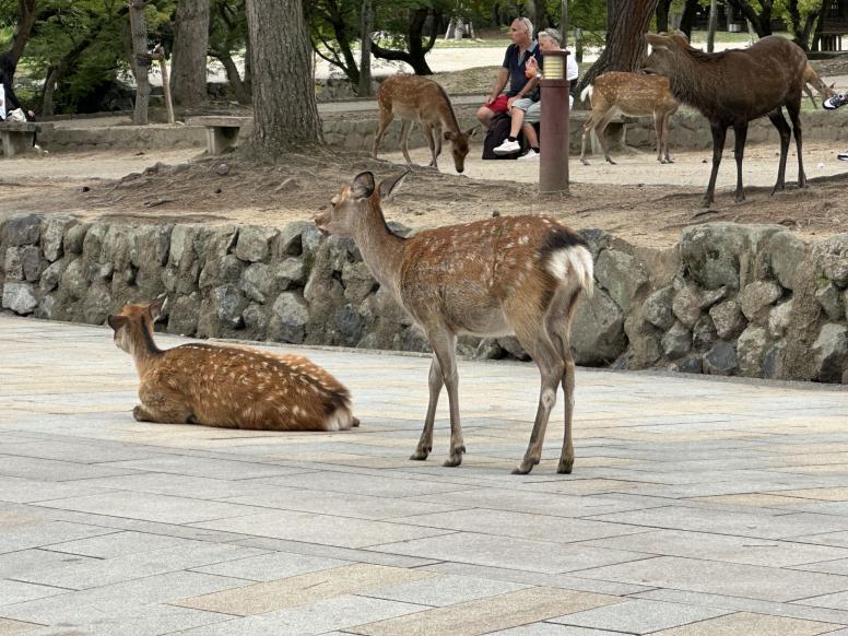 nara jeleni