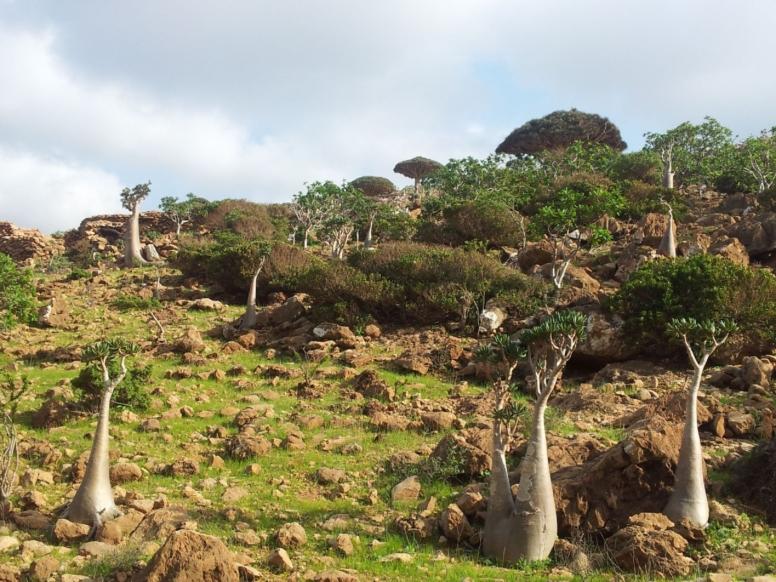 Otok Socotra - drevesa