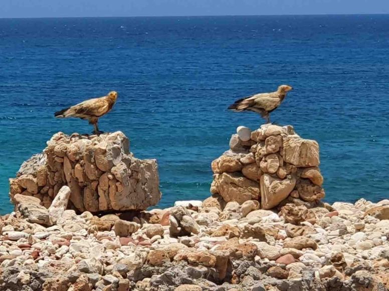 Socotra
