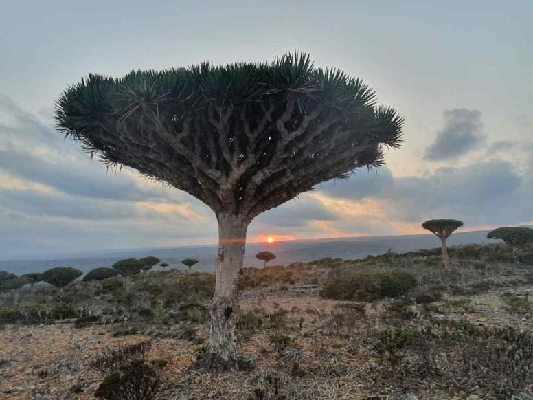 Socotra - zmajevo drevo