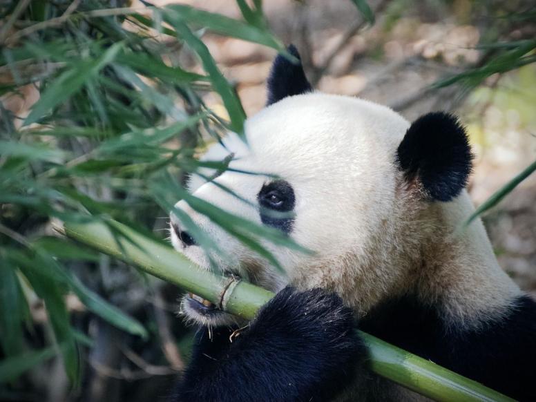 panda