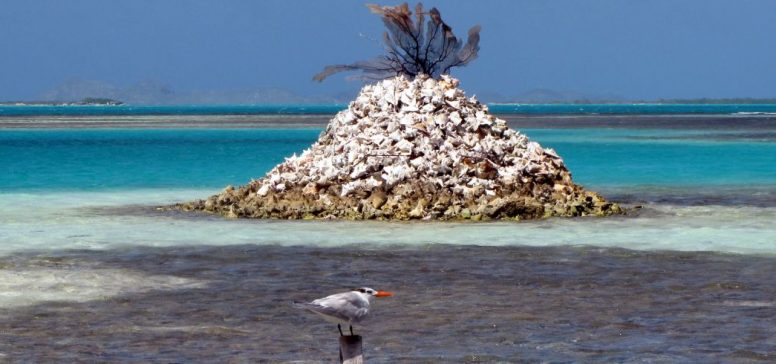 Los Roques - Odpelji.se
