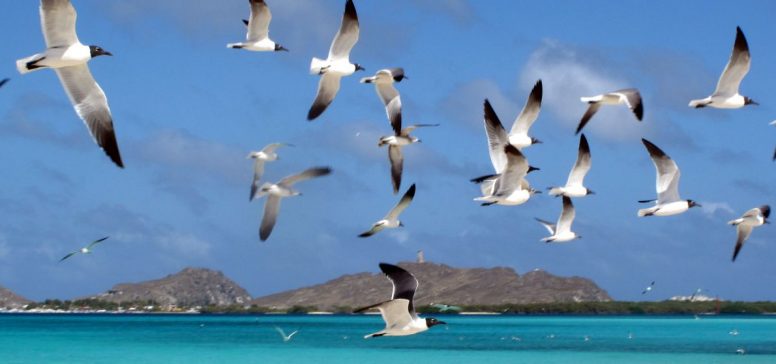 Los Roques - Odpelji.se