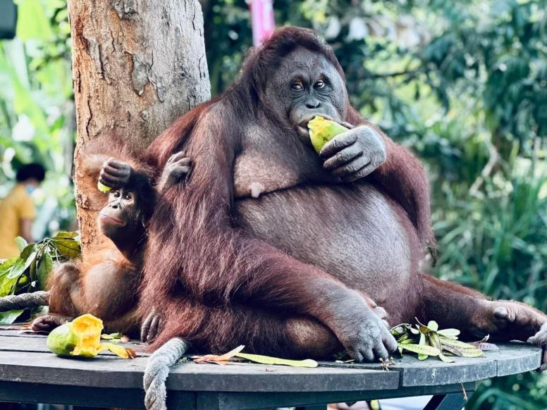 zajtrk z orangutani