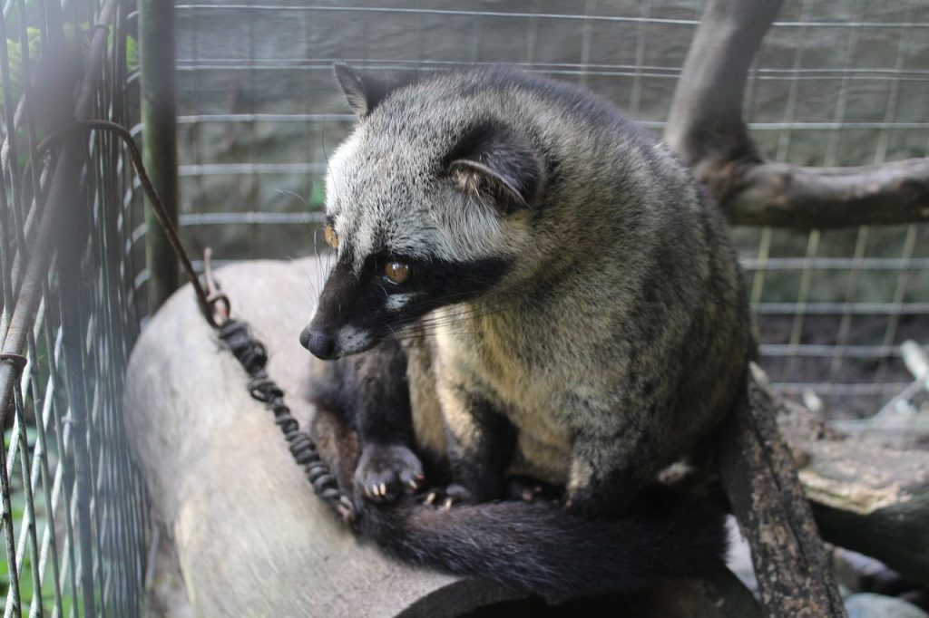 Bali izkusnje - cibetovka, kava Luwak