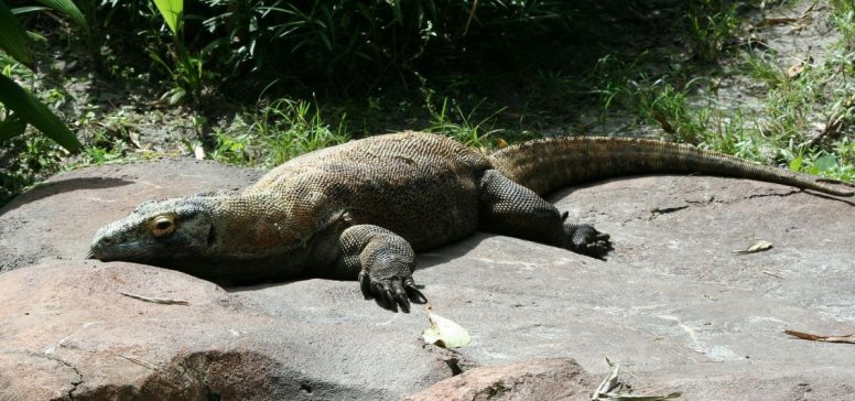 Komdo - Varan - Odpelji.se