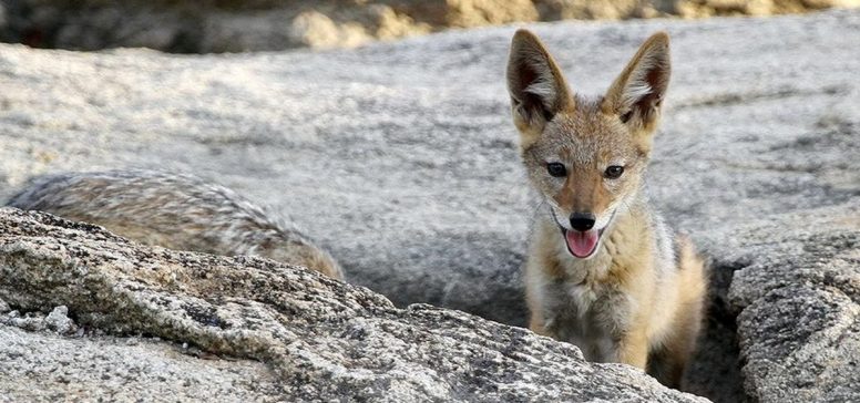 Divja Afrika na Safariju Makuleke - Odpelji.se
