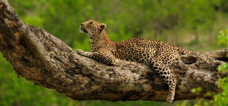 Divja Afrika na Safariju Makuleke - Odpelji.se