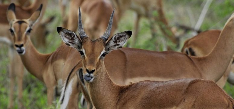 Divja Afrika na Safariju Makuleke - Odpelji.se