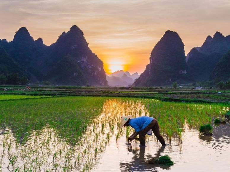 NINH BINH RIZEVA POLJA