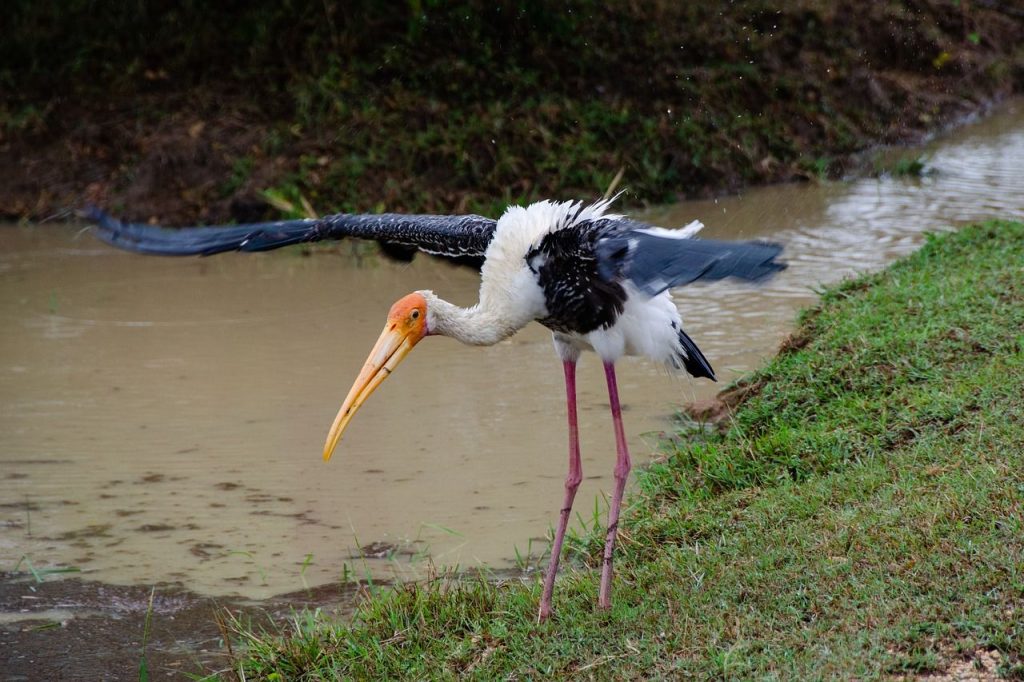 Šri Lanka potovanja – Znamenitosti Šri Lanke, ki si jih moramo ogledati - Yala