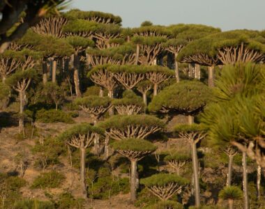 Otok Socotra – Skriti zaklad Indijskega oceana