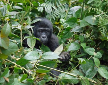 Uganda z gorilami – 5 nasvetov za treking z gorilami