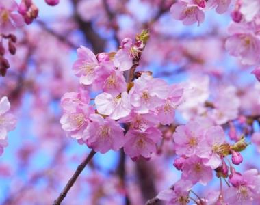 Kdaj na Japonsko, da ujamete najboljša doživetja?
