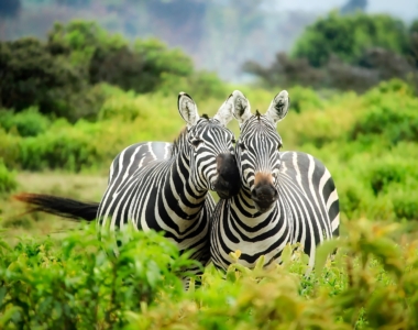 Safari Kenija – Srce afriške safari izkušnje