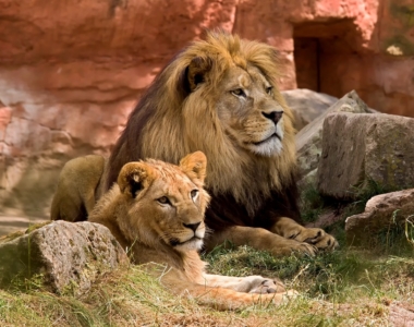 Tanzanija je nedvomno kraljica afriških safarijev! Preberite, zakaj!